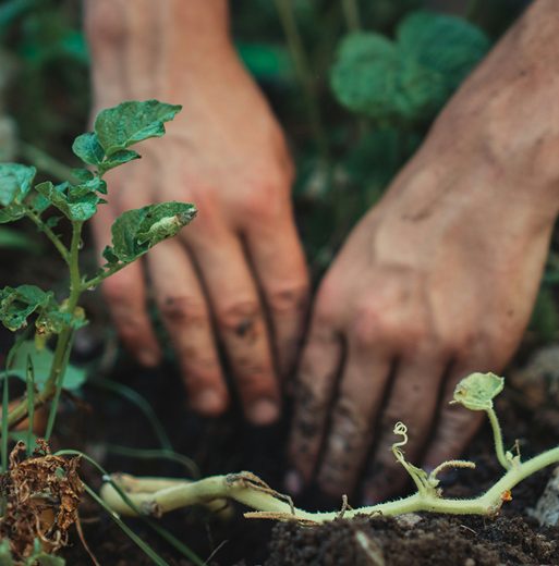 Hands in the soil, the picture for the Groundworks Home Group